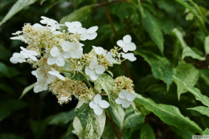 Hydrangea paniculata Shikoku Flash    